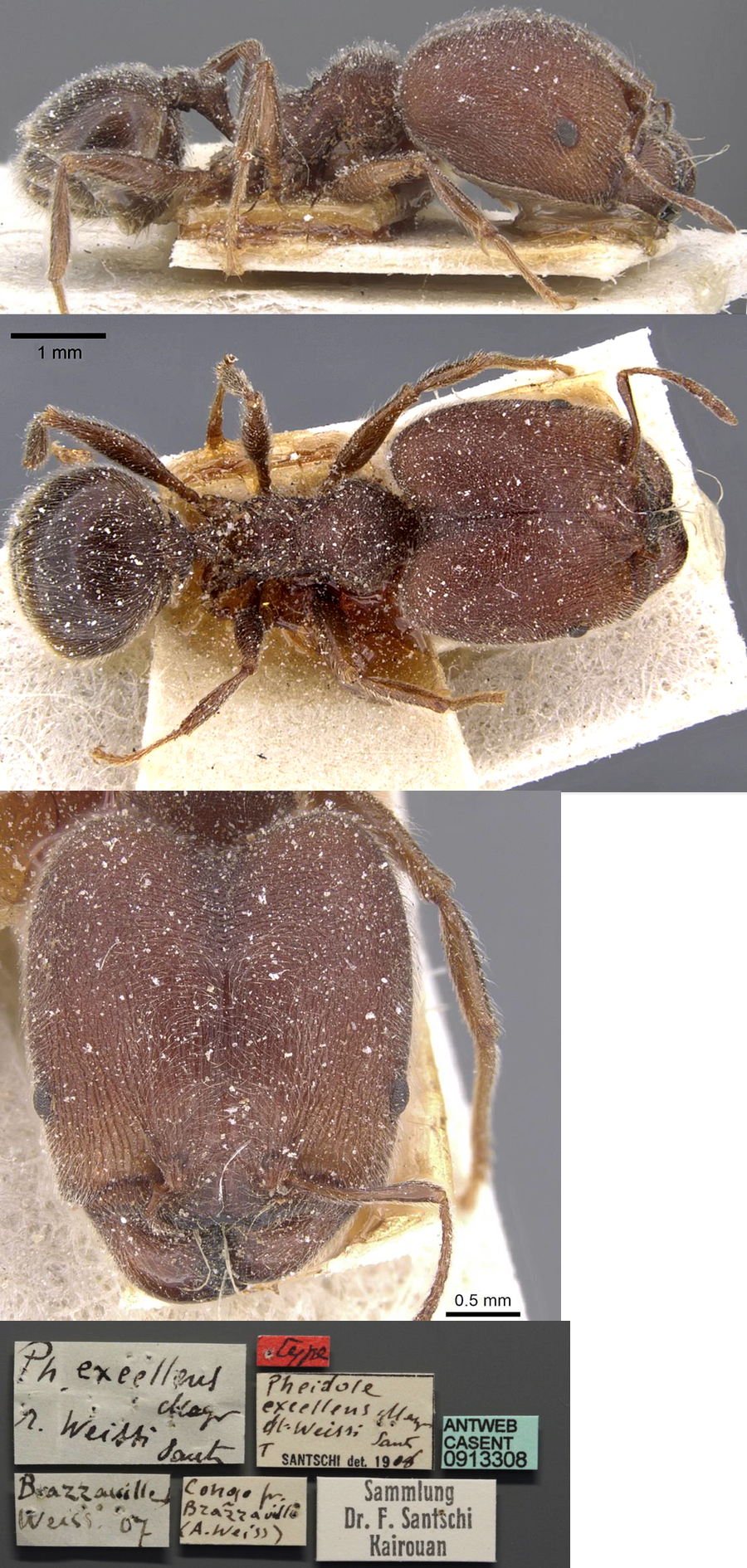 Pheidole weissi major