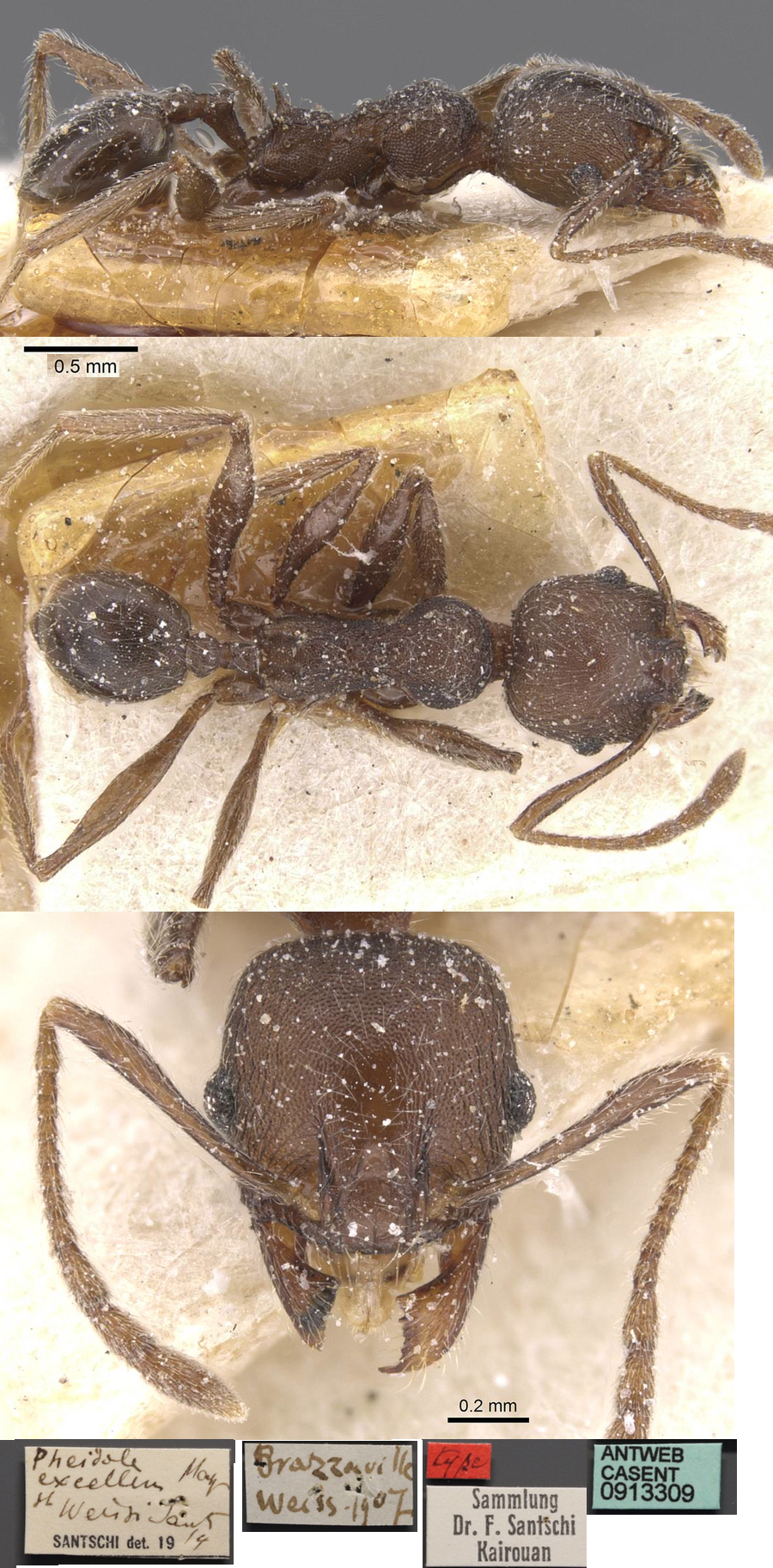 {Pheidole weissi minor