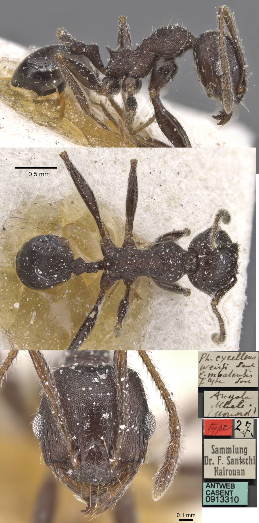 {Pheidole weissi mbalensis minor