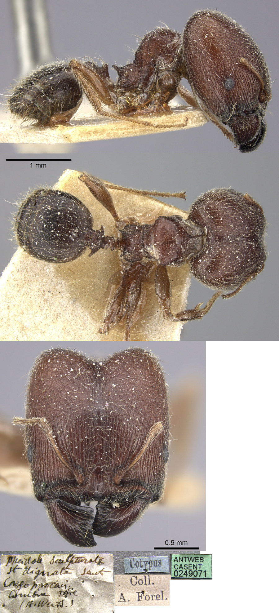 {Pheidole dignata major}