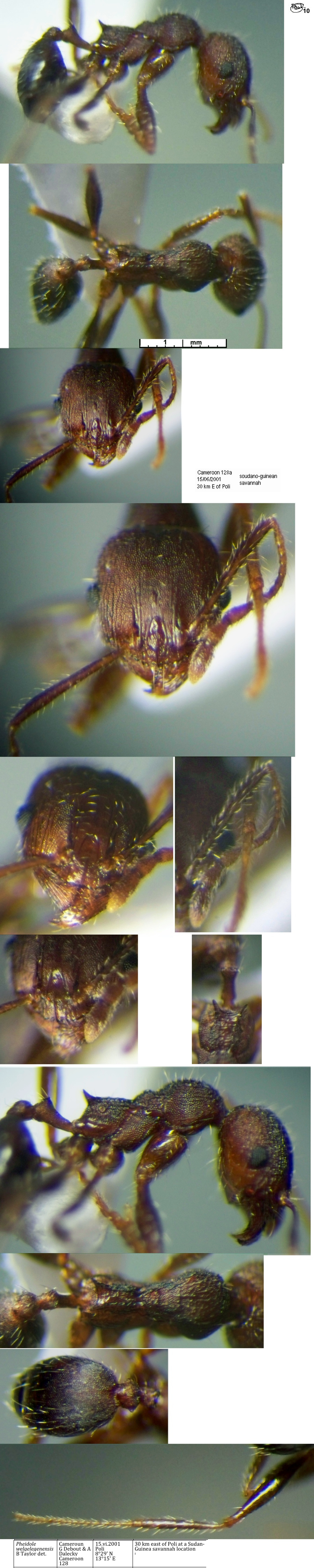 {Pheidole welgelegenensis minor}