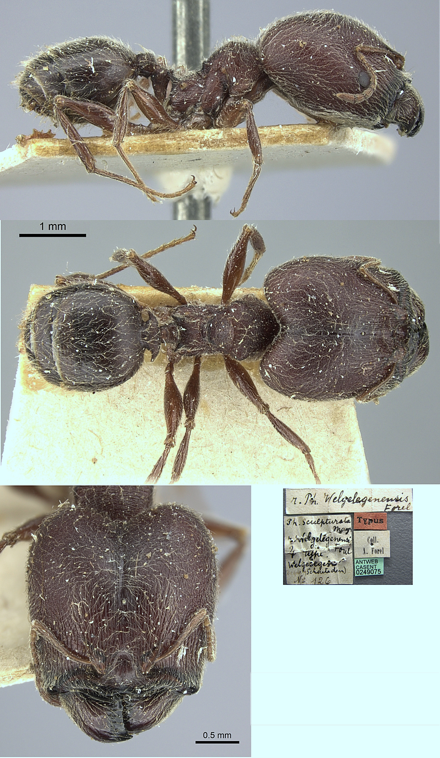 {Pheidole welgelegenensis major}