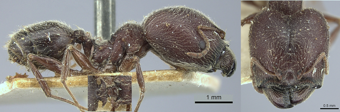 Pheidole welgelegenensis major