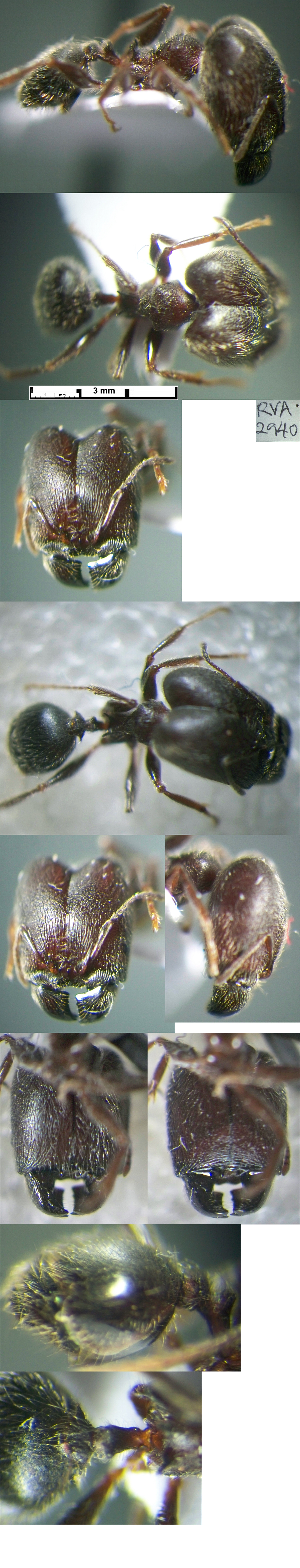 {Pheidole welgelegenensis