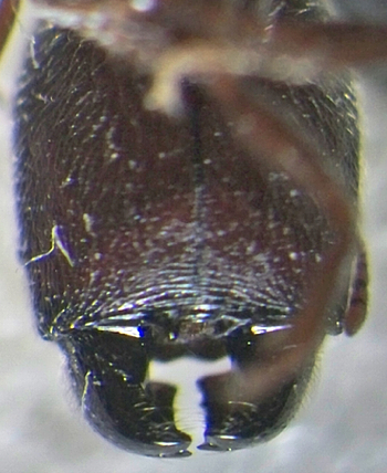Pheidole welgelegenensis