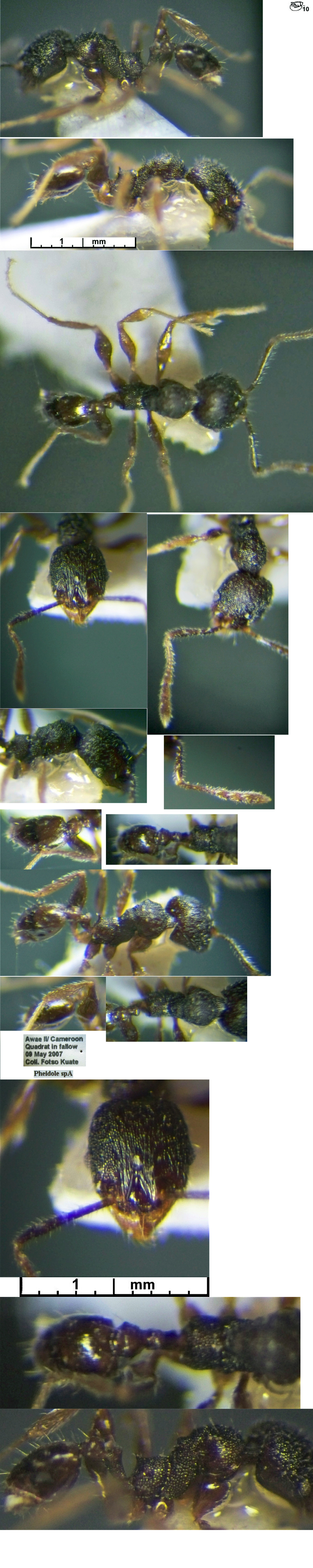 {Pheidole welgelegenensis minor}