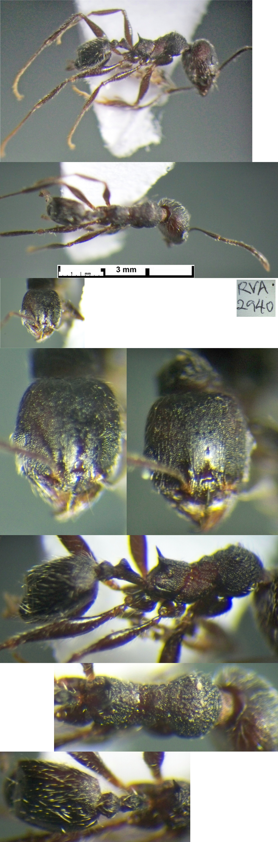 {Pheidole welgelegenensis