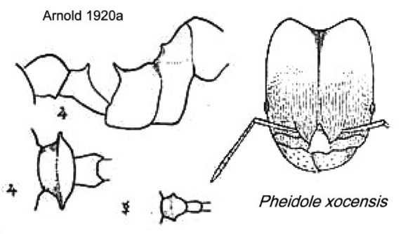 {Pheidole xocensis}