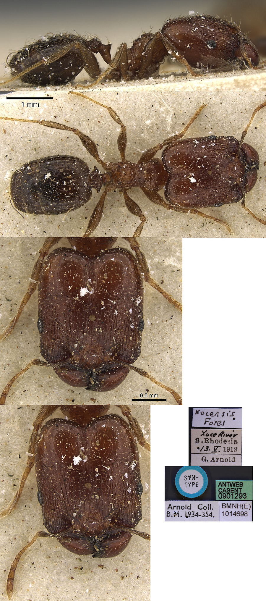 Pheidole xocensis major