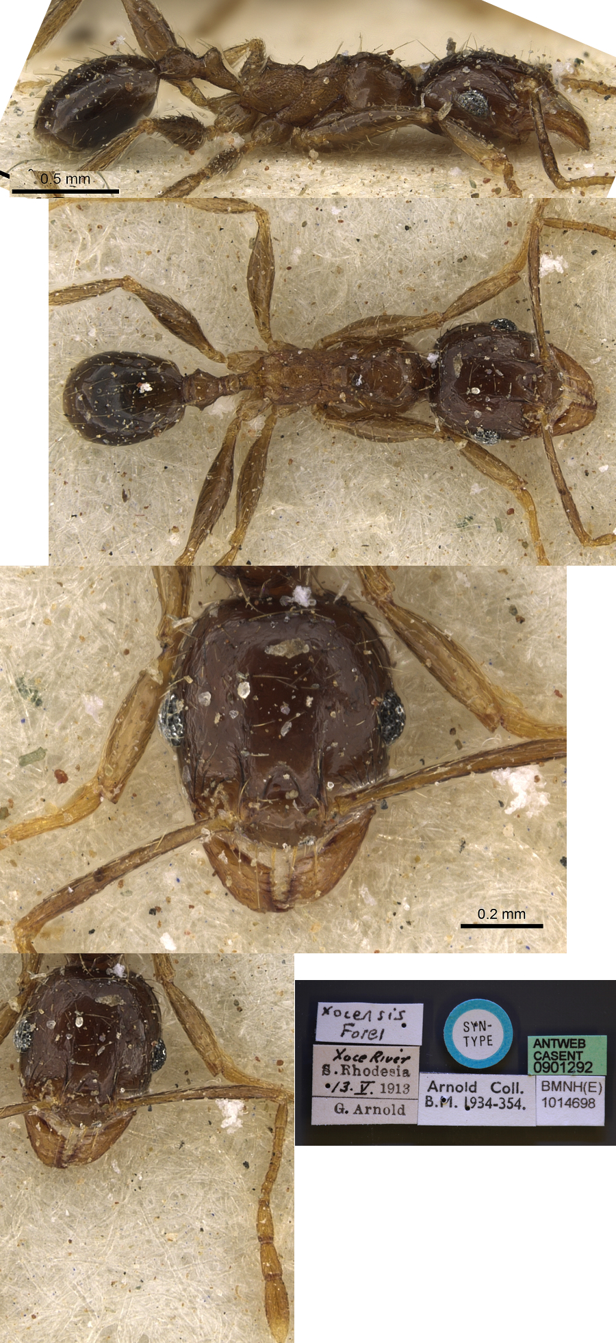 {Pheidole xocensis minor}