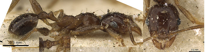 {Pheidole xocensis minor}
