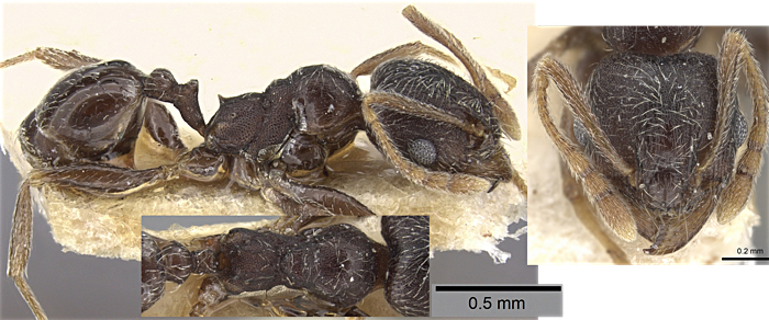 Pheidole zambesiana minor