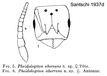 Pheidologeton aberrans queen