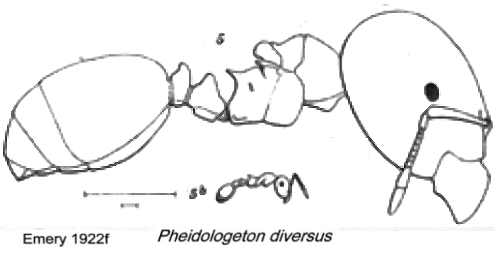 {Pheidologeton diversus}