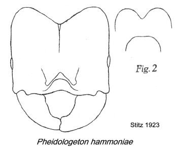 {Pheidologeton hammoniae}