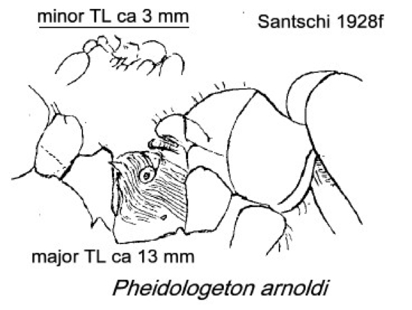 {Pheidologeton kunensis}