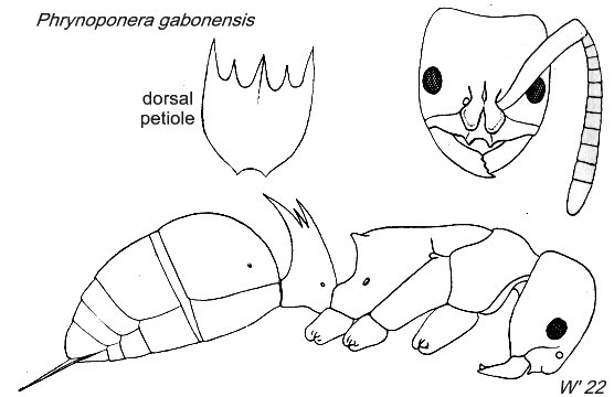 {Phrynoponera gabonensis}