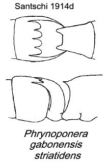 {Phrynoponera striatidens}