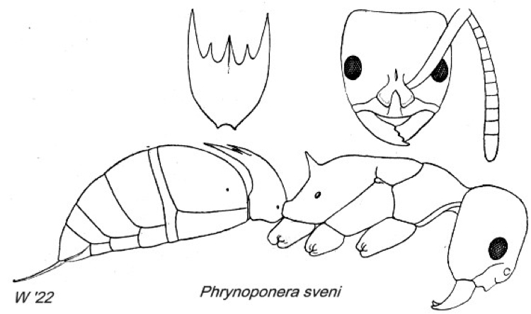 {Phrynoponera sveni}