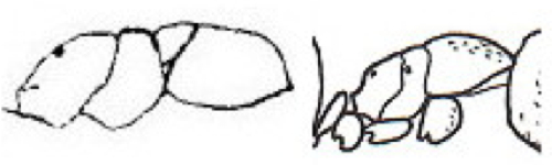 {subgenus Plagiolepis alitrunks}