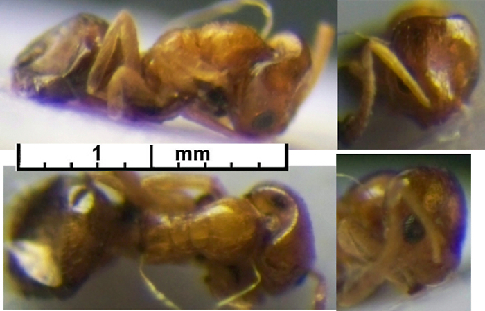 Plagiolepis abyssinica