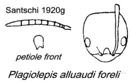 {Plagiolepis alluaudi foreli}