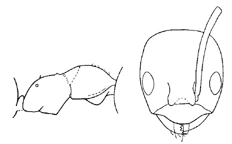 {Plagiolepis alluaudi alitrunk}