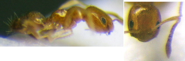 Plagiolepis alluaudi