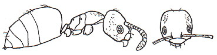 {Plagiolepis brunni}