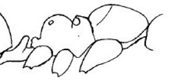 {Plagiolepis decora}