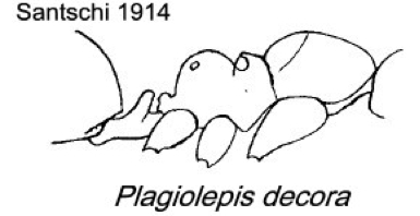 {Plagiolepis decora}