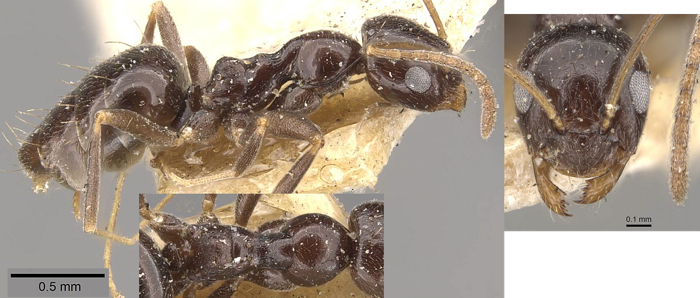 Plagiolepis deweti