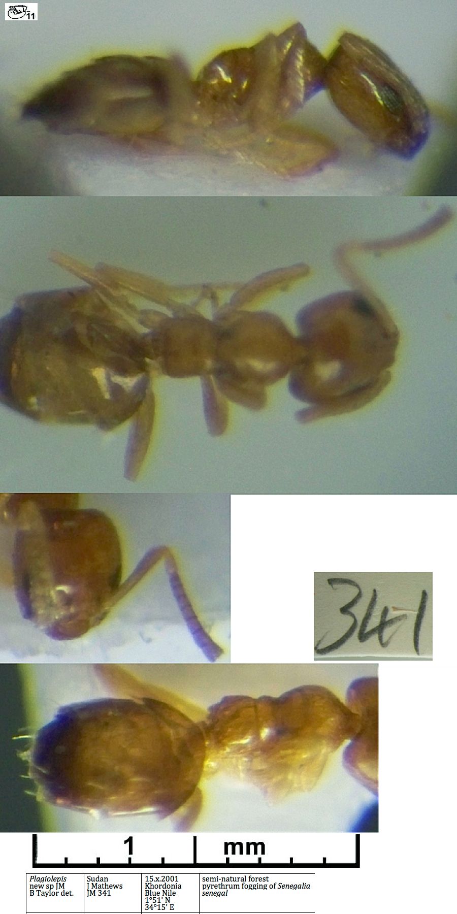 Plagiolepis nsp JM341