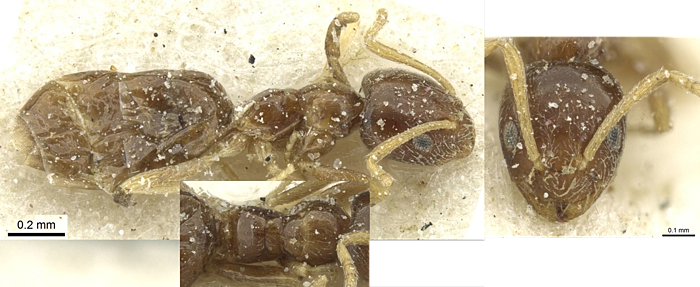 Plagiolepis funicularis