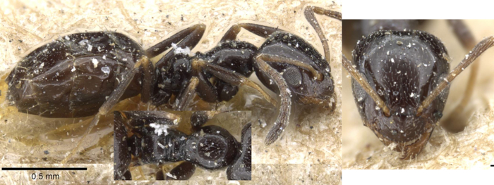 Plagiolepis fuscula