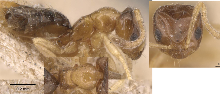 {Plagiolepis intermedia}