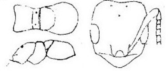 {Plagiolepis intermedia alitrunk}