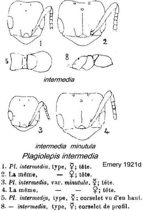 {Plagiolepis intermedia}