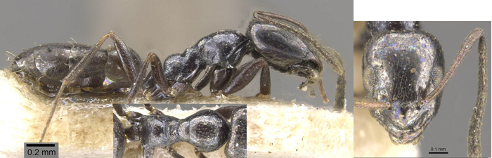 Plagiolepis jouberti