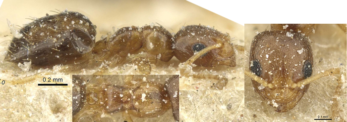 Plagiolepis livingstonei