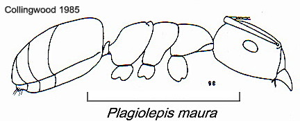 {Plagiolepis maura}