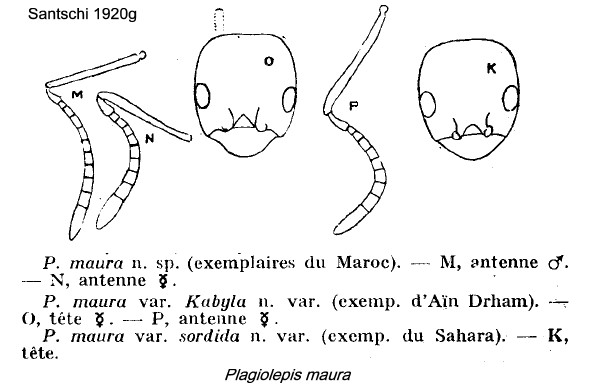 {Plagiolepis maura}