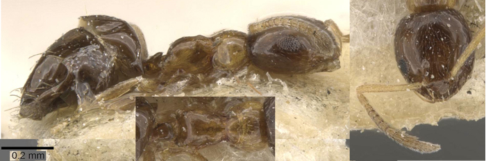 Plagiolepis mediorufa