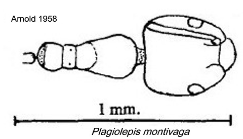 {Plagiolepis montivaga}