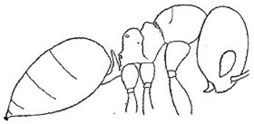 {Plagiolepis pictipes}