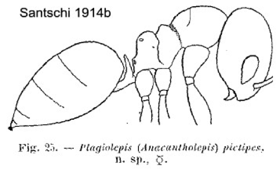 {Plagiolepis pictipes}