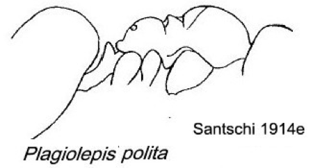 {Plagiolepis polita}