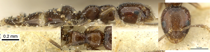 Plagiolepis puncta
