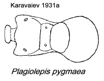 {Plagiolepis pygmaea alitrunk}