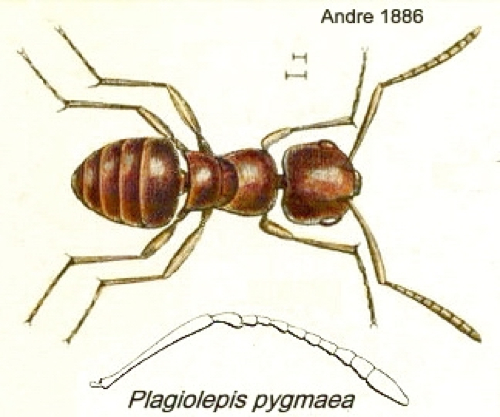 {Plagiolepis pygmaea}